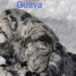 Guava - Merle male Goldendoodle puppy in Richmond, Texas from Harper’s Heartbeats