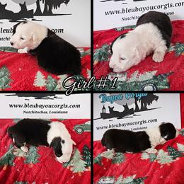 Girl 1 - Black and white female Cardigan Welsh Corgi puppy in Natchitoches. La, Louisiana from Bleu Bayou Corgis