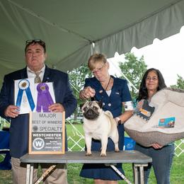Oakley - Pug