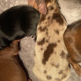 Dachshund Puppies from Miniature Alphas Dachshunds