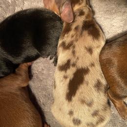 Dachshund Puppies from Miniature Alphas Dachshunds