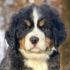 Kris-Green Boy - Black rust and white Bernese Mountain Dog puppy in Madison Heights, Virginia from Farmdale Bernese Mountain Dogs