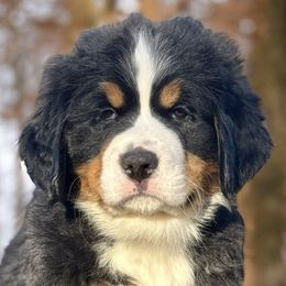 Kris-Green Boy - Black rust and white Bernese Mountain Dog puppy in Madison Heights, Virginia from Farmdale Bernese Mountain Dogs