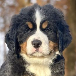 Kris-Green Boy - Black rust and white Bernese Mountain Dog puppy in Madison Heights, Virginia from Farmdale Bernese Mountain Dogs