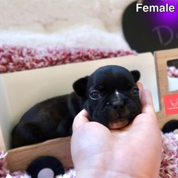French Bulldog Puppies from FrenchieBnB