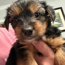 Blue collar - Black and tan male Yorkshire Terrier puppy in Enoree, South Carolina from Gone to the Dogs Kennel