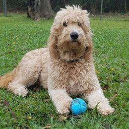 Goldendoodles and Poodles from Ben's Best Buddy Goldendoodles