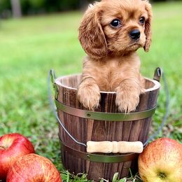 Cavalier King Charles Spaniel Puppies from Ohana Cavalier King Charles Spaniels
