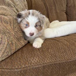 Australian Shepherd Puppies from Copper Sky Aussies of the Cental Coast
