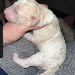 Forrest - Parti male Poodle puppy in Prosperity, Pennsylvania from Stelladoodles & Company