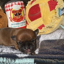 Vulcan, special cleft puppy - Fawn male Staffordshire Bull Terrier puppy in Houston, Texas from Breaking Bad Staffords