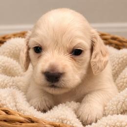 AKC Girl - Cream female Dachshund puppy in Bolivar Peninsula, Texas from A and G Dachsunds