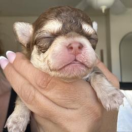 Wolfie - Chocolate sabled fawn male Chihuahua puppy in Citrus Heights, California from Golden State Chihuahuas