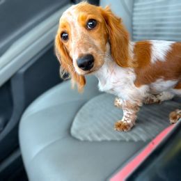 Noodles - Dachshund