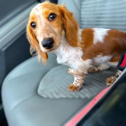 Noodles - Dachshund