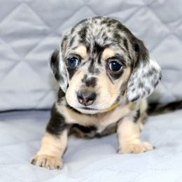 Boy 3 - male Dachshund puppy in Raleigh, North Carolina from McLovin Doxies