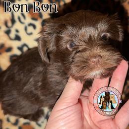 Bonbon - Liver female Yorkshire Terrier puppy in London, Kentucky from Soto Yorkies