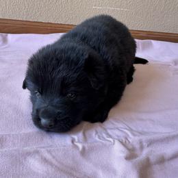 Black male - Black male German Shepherd puppy in Jennings, Kansas from Lost Creek German Shepherds LLC