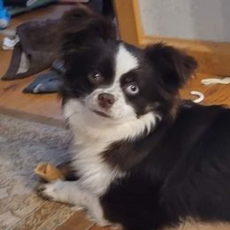 Eliza - Toy Australian Shepherd