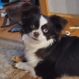 Eliza - Toy Australian Shepherd