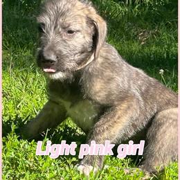 Light pink - Brindle female Irish Wolfhound puppy in Alexander, Arkansas from Isham's Huskies and Shamrock Irish Wolfhounds