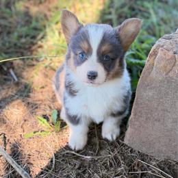 Jolene - Blue female Pembroke Welsh Corgi puppy in Beggs, Oklahoma from Blue Diamond Corgi’s