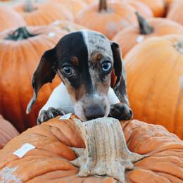 Pickle - Dachshund