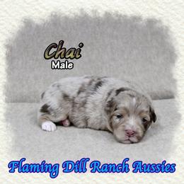 Chai - Red merle male Toy Australian Shepherd puppy in Forestburg, Texas from Flaming Dill Ranch Aussies