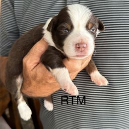 RTM - Red tri male Miniature Australian Shepherd puppy in Tallapoosa, Georgia from Williams Shepherds
