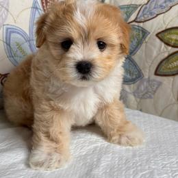 Lucas - Apricot male Maltipoo puppy in Bakersfield, California from Silvia's Maltipoos