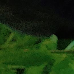 Labrador Retrievers from WoodDuck