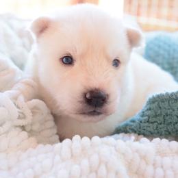 Drift - White male Siberian Husky puppy in Bly, Oregon from Hill Top Huskies