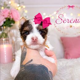 Serenity - Chocolate, tan and white female Yorkshire Terrier puppy in Warren, Michigan from Danielle's Yorkie Babies
