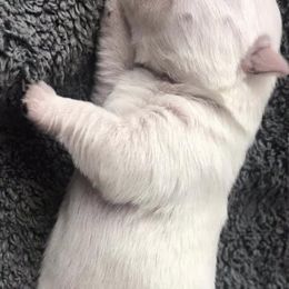 West Highland White Terriers from Star-Crossed Westies