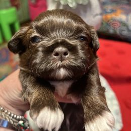Luke - Chocolate male Shih Tzu puppy in Wilkesboro, North Carolina from Frannie and Annie Shih Tzu Babies