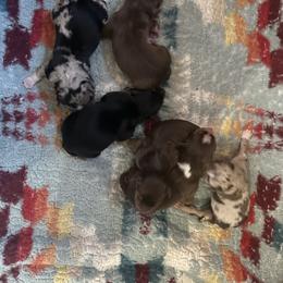 Girl 4 - Red tri-color female Australian Shepherd puppy in Bison, South Dakota from South Dakota Creekside Australian Shepherds