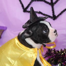 Zellah Our Curious Little Girl with a Big Personality - Black brindle and white female Boston Terrier puppy in Brooksville, Florida from I Love Pups