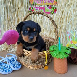 Rottweiler Puppies from C & J Rottweilers