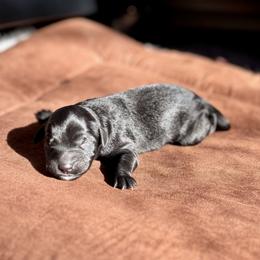 Truffle - Black female Goldendoodle puppy in Pleasant Prairie, Wisconsin from Prairie Doodle Dogs