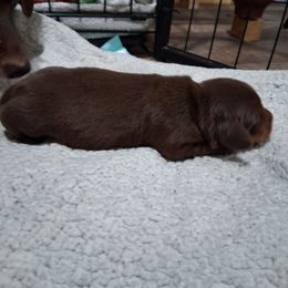 Boy 1 - Chocolate and tan male Dachshund puppy in Farmerville, Louisiana from Hancock House of Basset Hounds & Mini Dachshunds