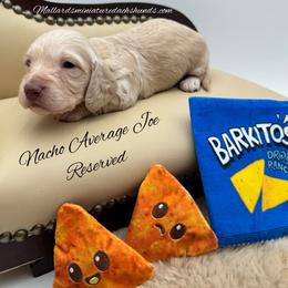 Nacho Average Joe - Cream male Dachshund puppy in Montevallo, Alabama from Mallard's Miniature Dachshunds