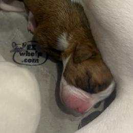 Grey - Brindle female Boxer puppy in Evington, Virginia from Boxer Tails