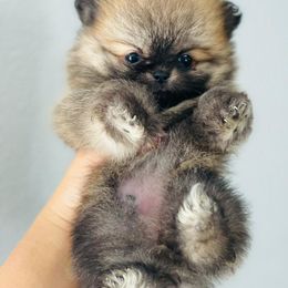 Pomeranian Puppies from Dory Poms Zuñiga