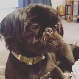 Cody B - Shih Tzu