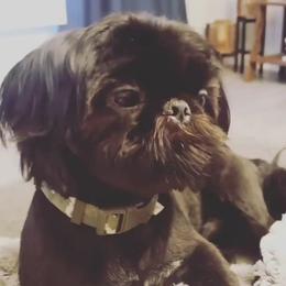 Cody B - Shih Tzu