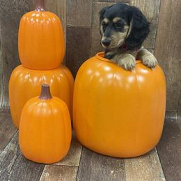 Dachshund Puppies from Brittany Barks