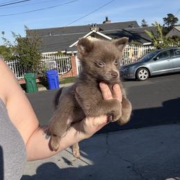 Boy 2 - Lavender male Pomeranian puppy in El Sobrante, California from Little Lovers Kennels, LLC