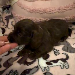Girl- solid chocolate with small white spot - Chocolate female Dachshund puppy in Mt. Pleasant, Texas from The Spotted Doxie