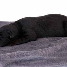 Black Collar - Black male German Shepherd puppy in Plumas Lake, California from Zwinger Vom Greifjäger