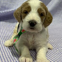 Earth - Parti male Goldendoodle puppy in Camden, North Carolina from Oopsie Doodles of NC